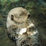Otter_Oceanarium