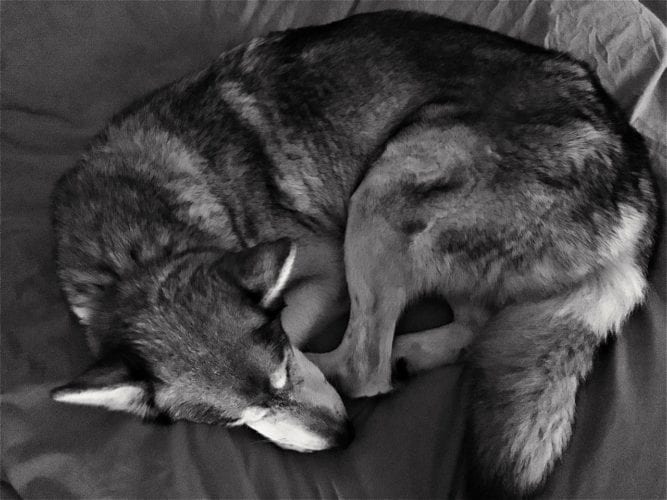 Ace - sleepy wolf