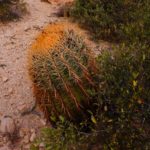 Barrel Kaktus