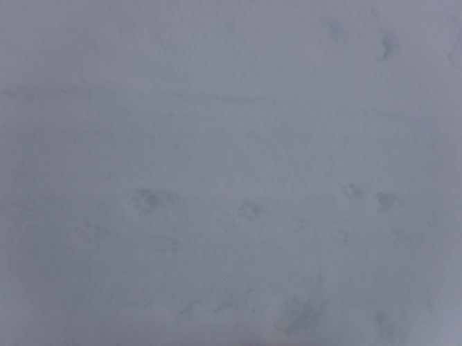 Prints in the snow of some sort of wild snowcat